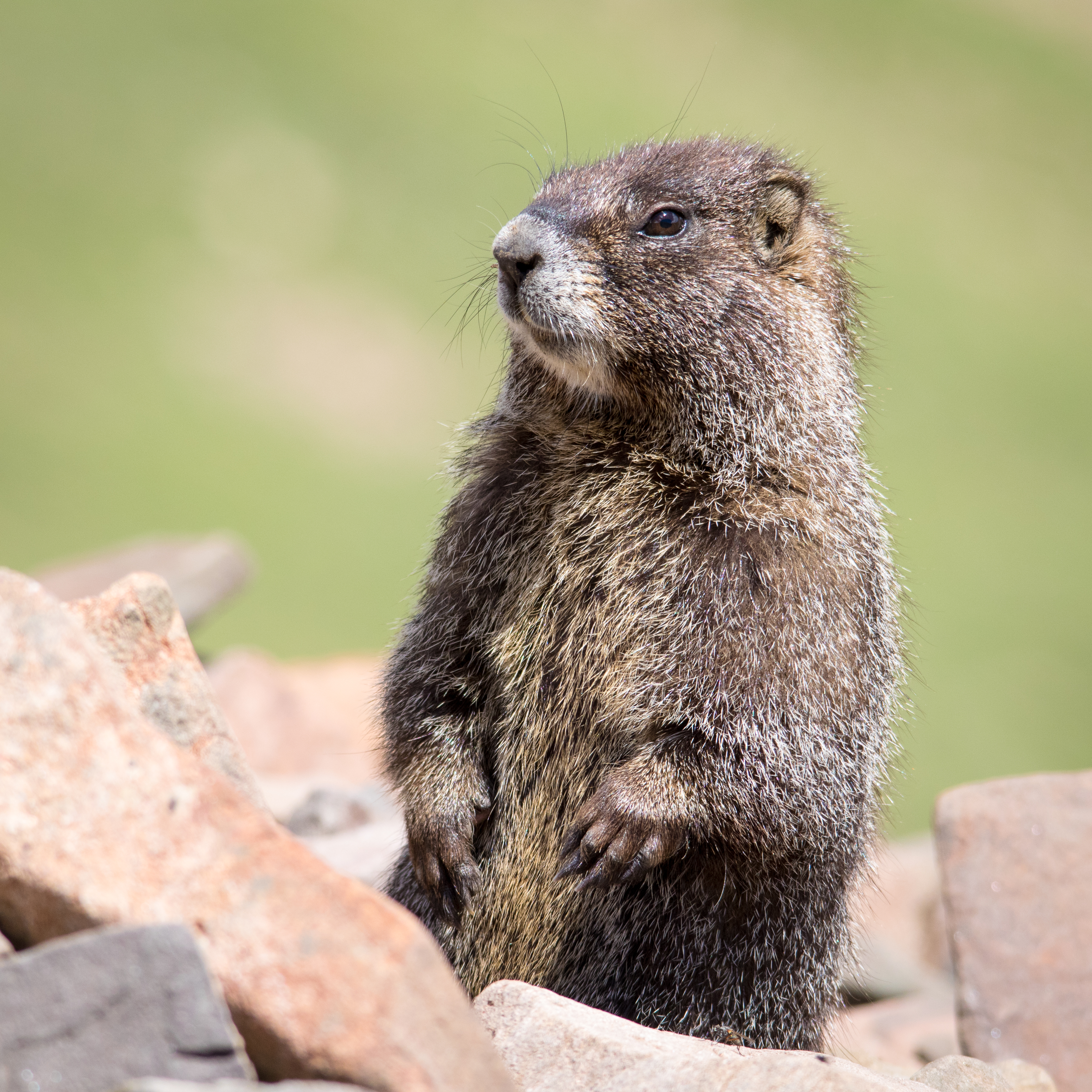Himalayan marmots: Gold-diggers on the plateau - CGTN